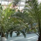 Palmen im Pavillon der psychosomat. Klinik der Rhönklinik Bad Neustadt