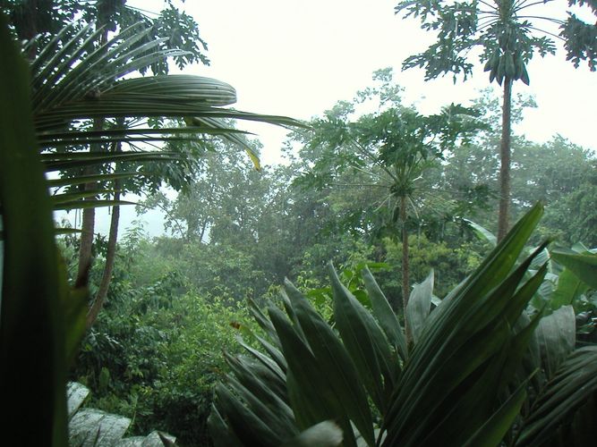 Palmen im Regen