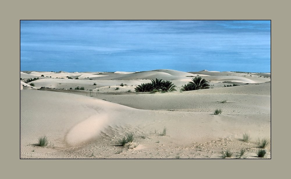 Palmen im Sand