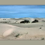 Palmen im Sand