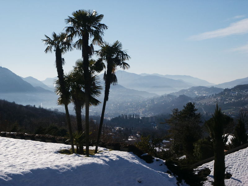 Palmen im Schnee