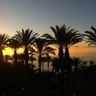 Palmen im Sonnenaufgang 