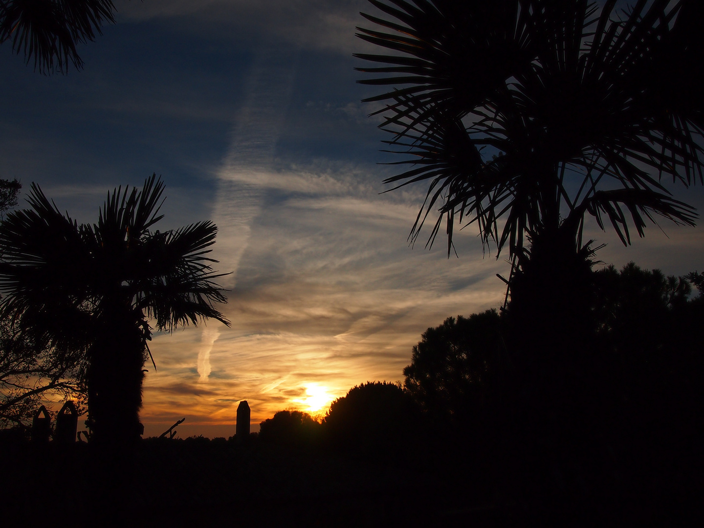 Palmen im Sonnenuntergang