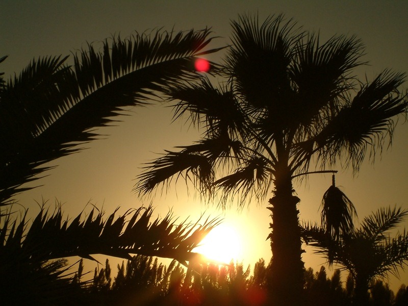 Palmen im Sonnenuntergang