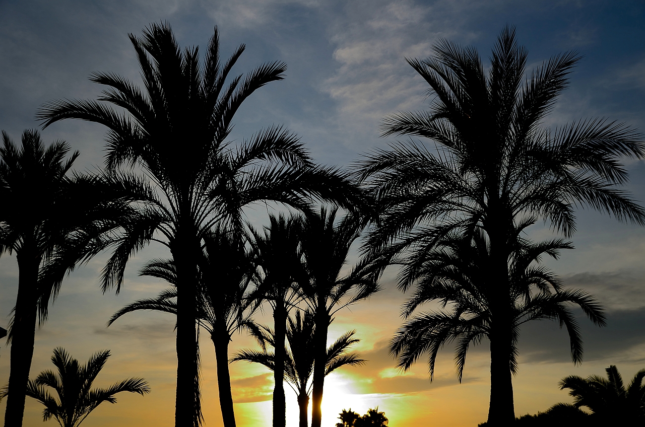 Palmen im Sonnenuntergang,  palm trees in sunset, palmeras en puesta de sol