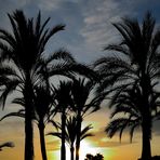 Palmen im Sonnenuntergang,  palm trees in sunset, palmeras en puesta de sol