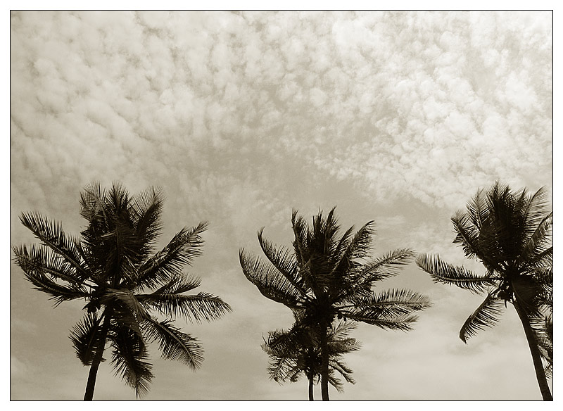 Palmen im Sturm - São Tomé e Príncipe