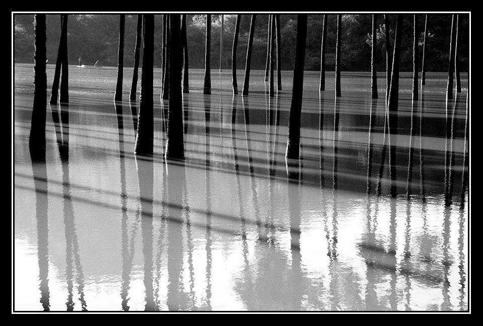 Palmen im Wasser (Myanmar)