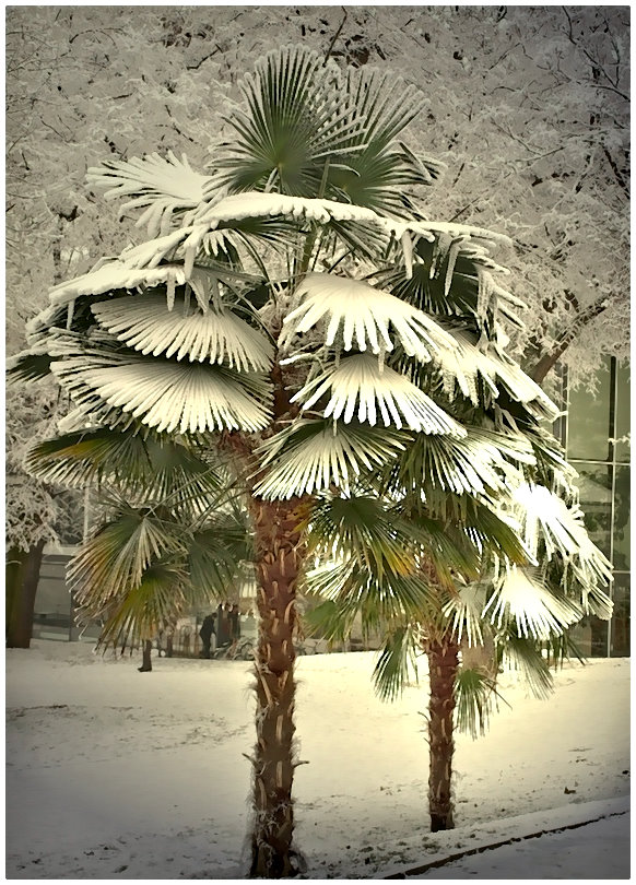 Palmen im Winter