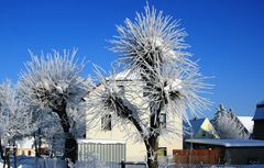 "Palmen im Winter?" - I
