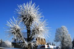 "Palmen im Winter?"- II