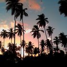Palmen in Abenddämmerung