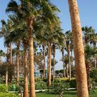 Palmen in Ägypten :)