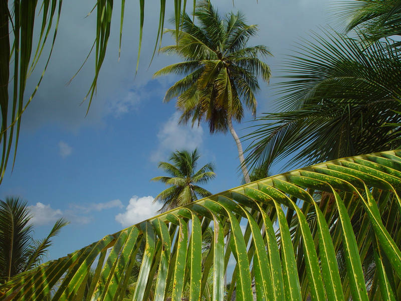 Palmen in allen Variationen - Saona Beach, Dezember 2001