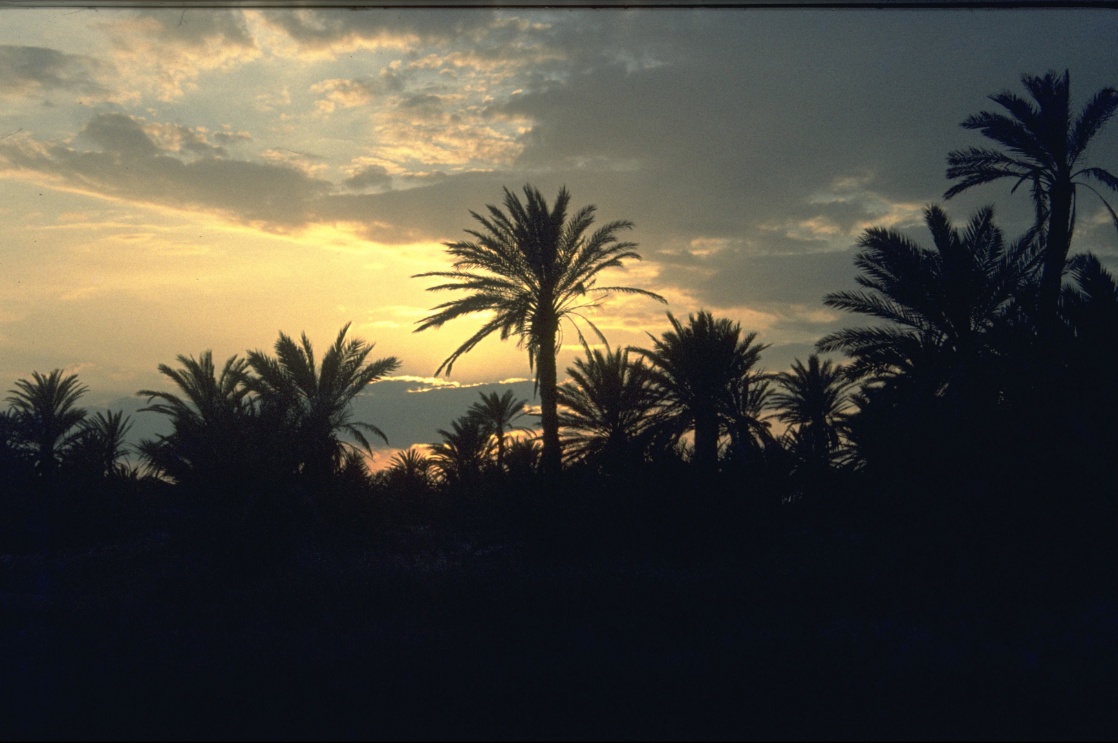 Palmen in der Abendsonne