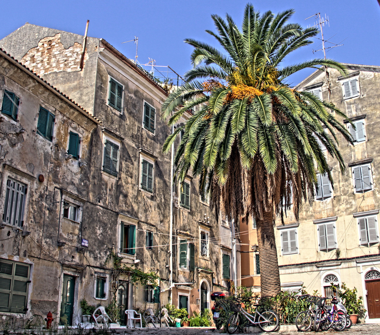 Palmen in der Altstadt von Corfu 2