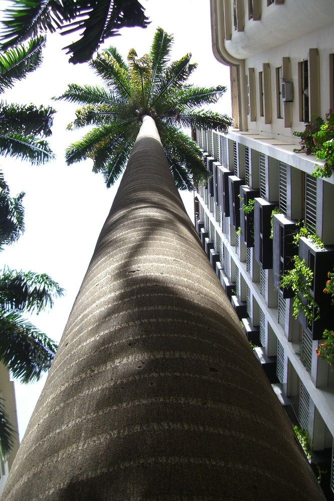 Palmen in der Rua Paisandú sind 50 Meter hoch - Rio de Janeiro
