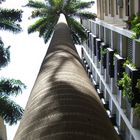 Palmen in der Rua Paisandú sind 50 Meter hoch - Rio de Janeiro