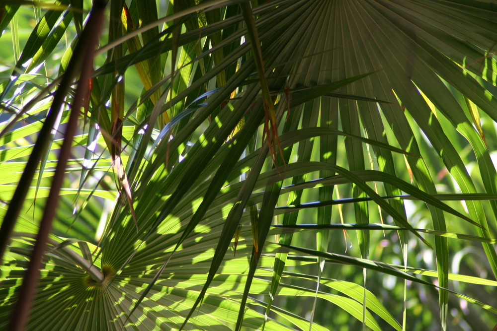 Palmen in einem Hinterhof in Havanna/Kuba