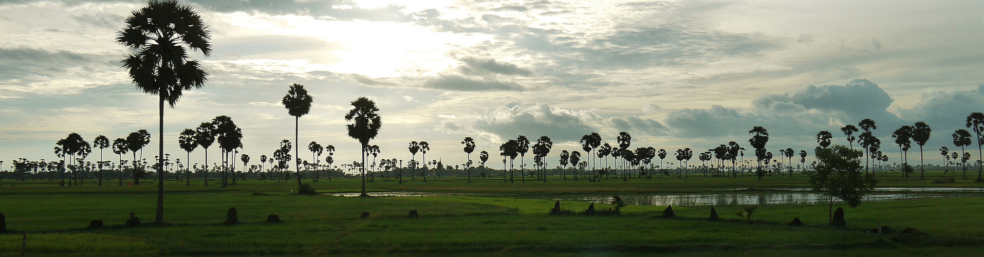 Palmen in Kambodscha