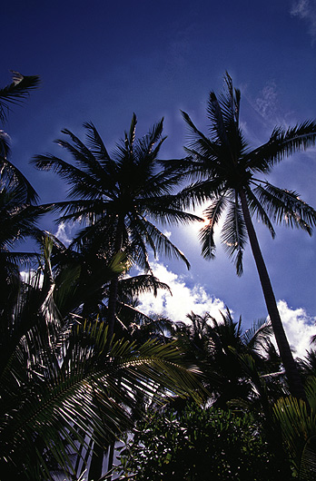 Palmen in Ko Chang