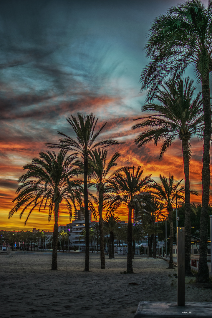 Palmen in Magaluf