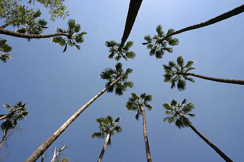 Palmen in Malaga