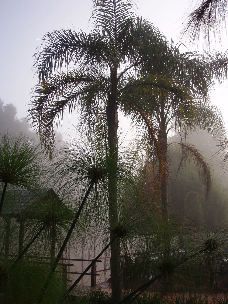 Palmen in meinen Garten im argentinischen Delta