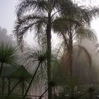 Palmen in meinen Garten im argentinischen Delta