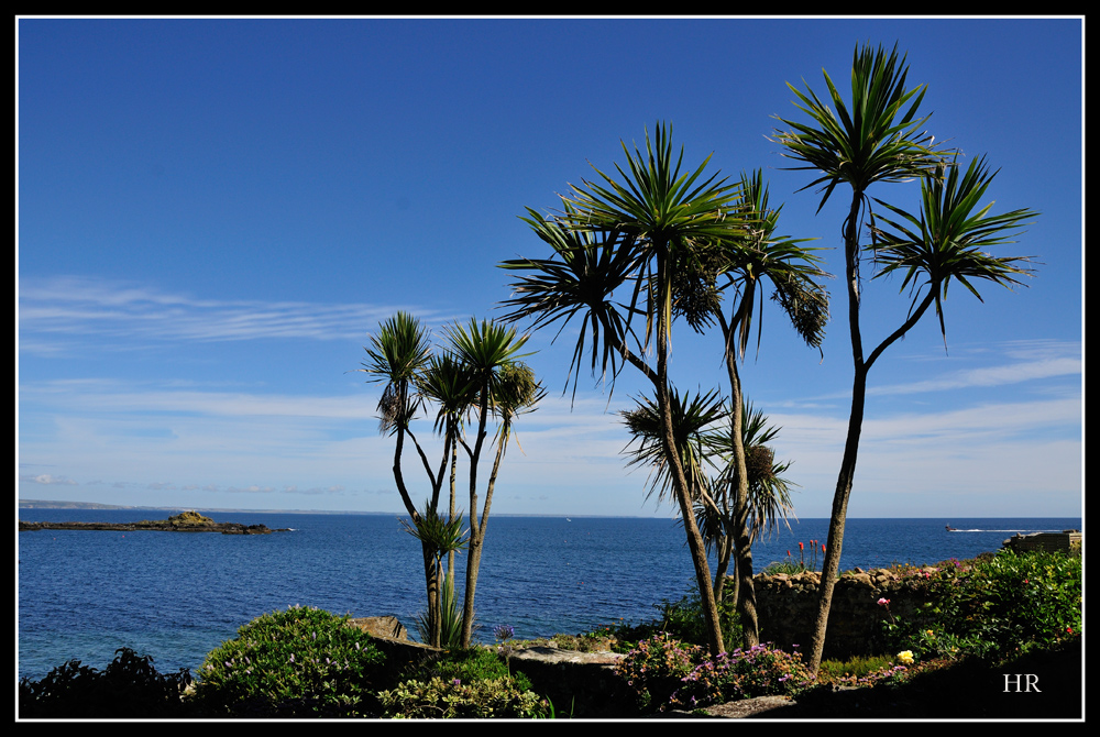 Palmen in Mousehole / Südengland / Cornwall