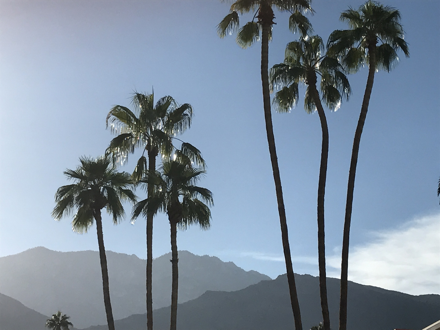 PALMEN in Palm Springs 