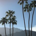 PALMEN in Palm Springs 