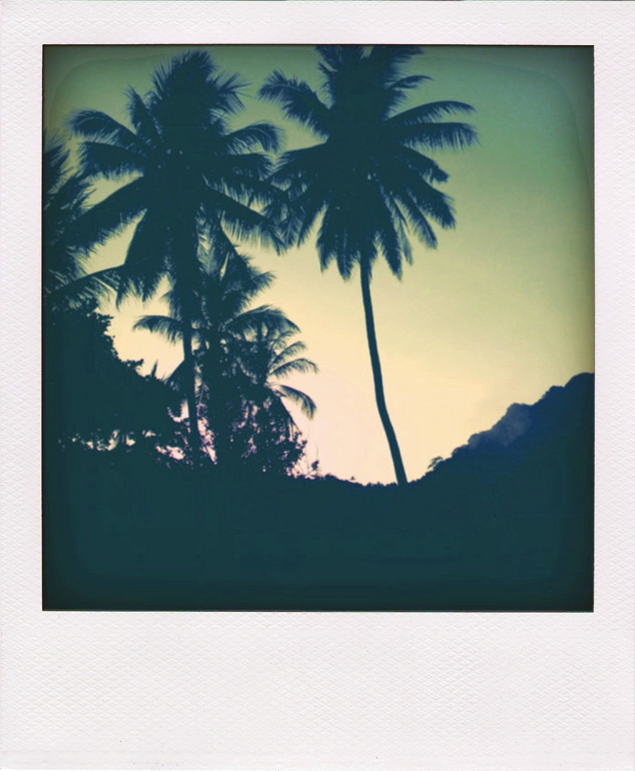 Palmen in Polaroid