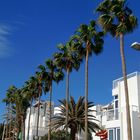 Palmen in Reih und Glied auf Gran Canaria