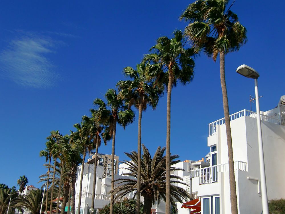 Palmen in Reih und Glied auf Gran Canaria