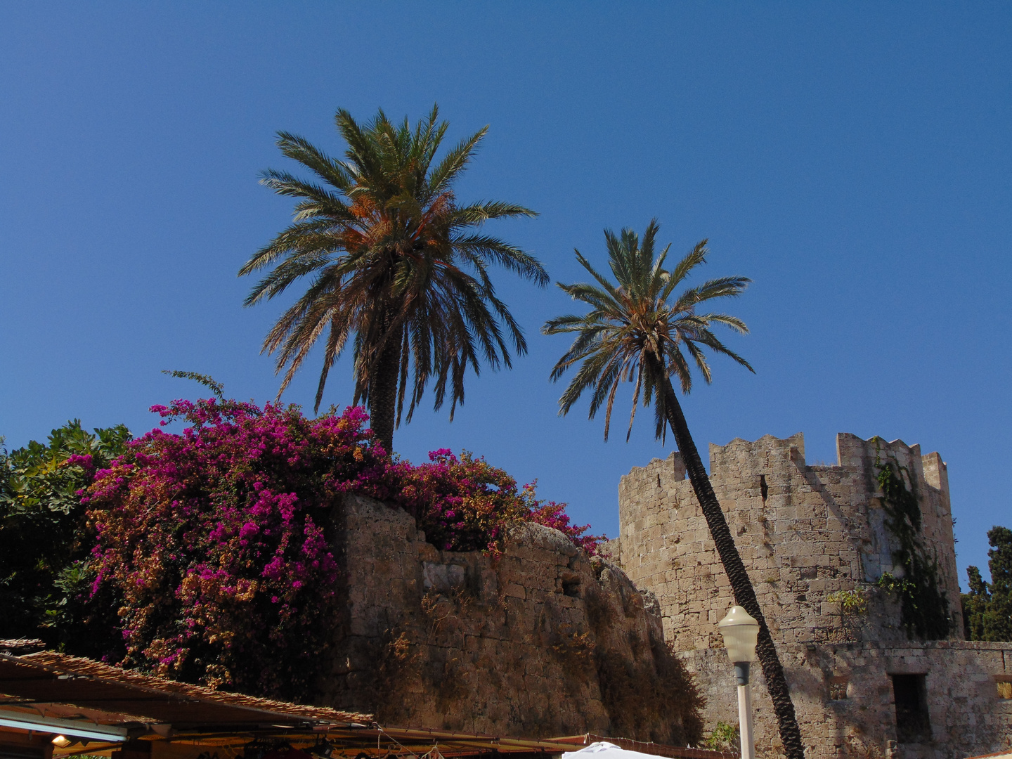 Palmen in Rhodos Stadt