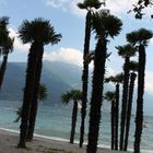 Palmen in Riva