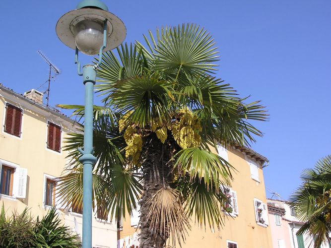 Palmen in Rovinj