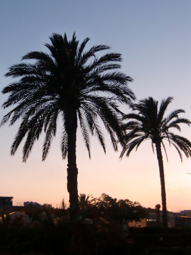 Palmen in Tunesien