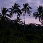 Palmen nach Sonnenuntergang