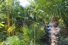 Palmen Paradis ,Garten  Insel Hiddensee 