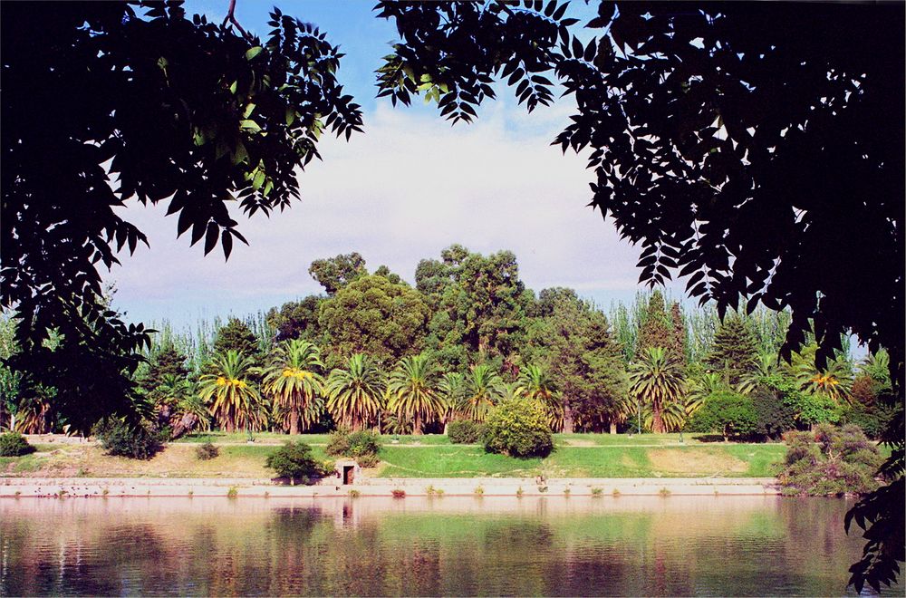 Palmen ,Parque San Martin Mendoza Argentina