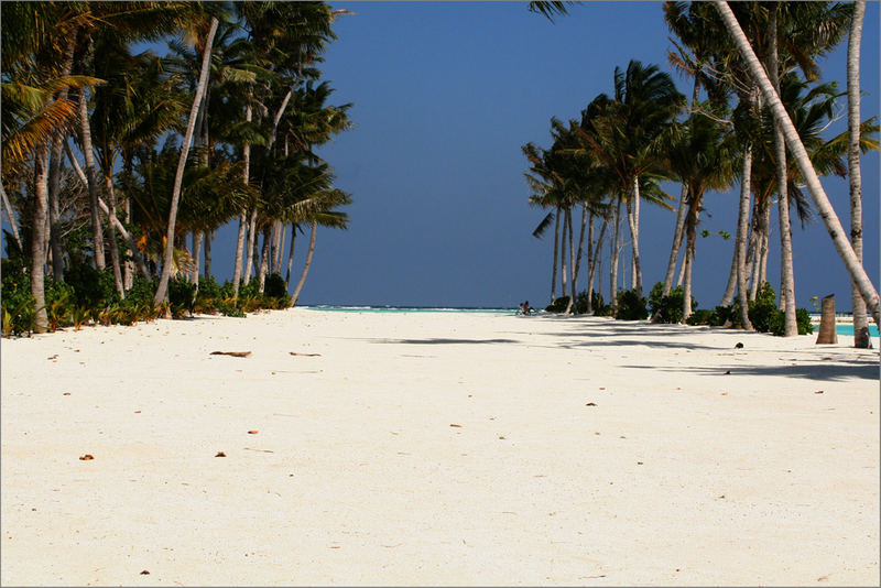 Palmen Sand und Meer