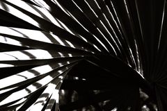 Palmen-Schattenspiel