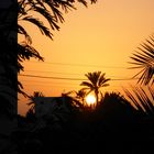 Palmen und Abendsonne