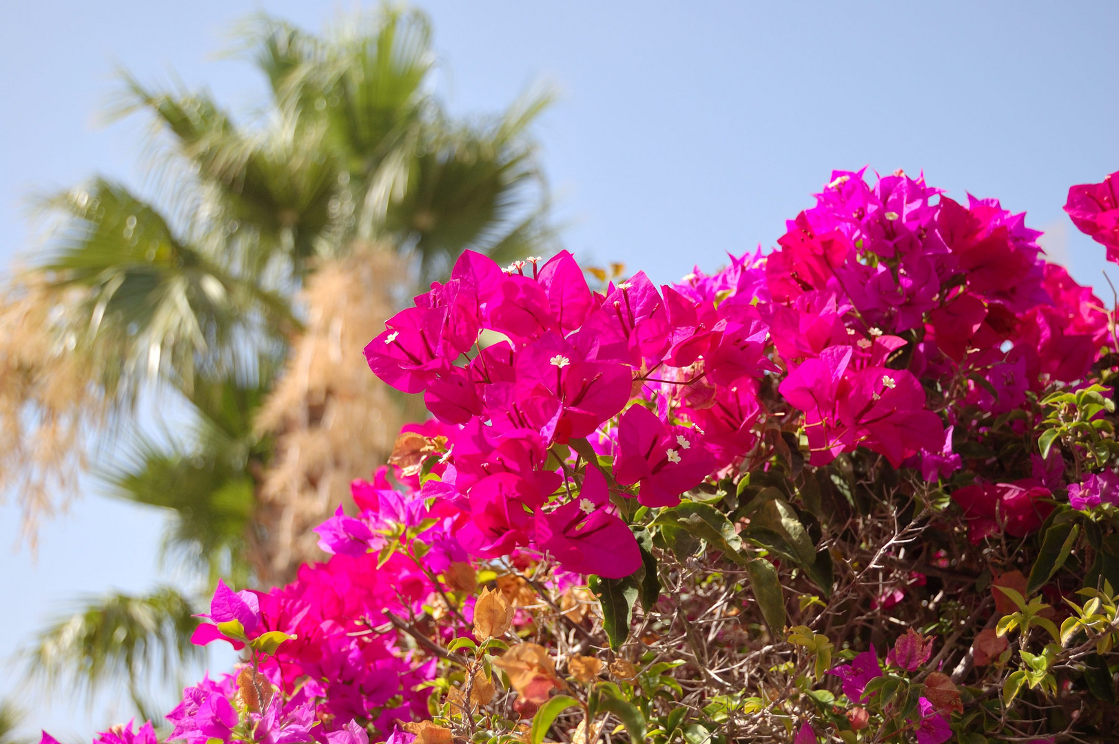 Palmen und Blüten