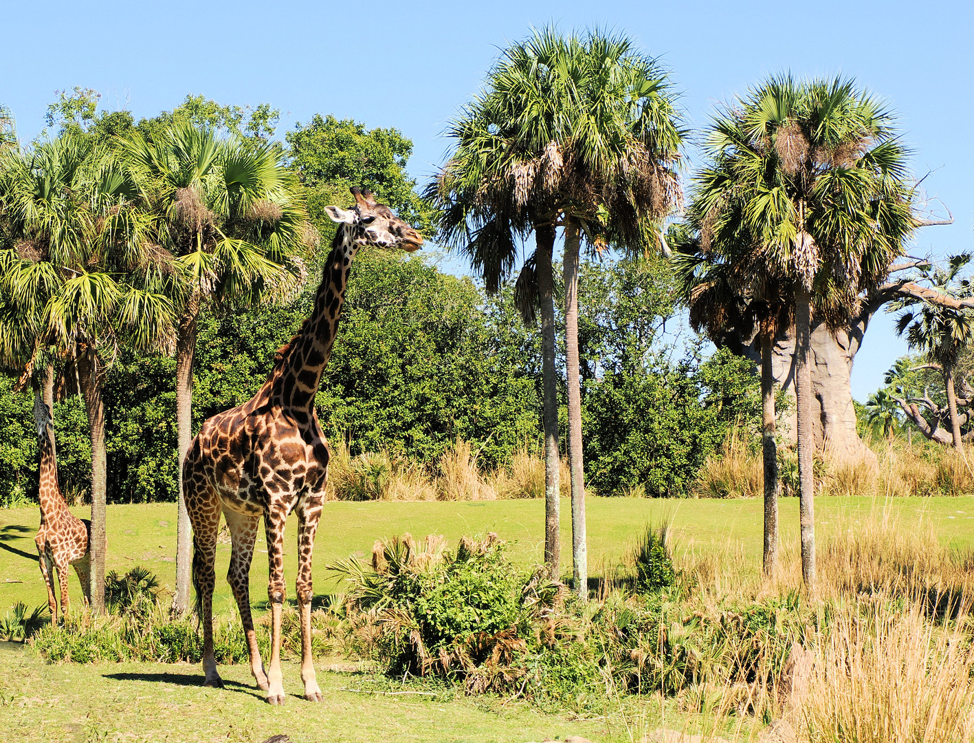 Palmen und Giraffen gibt auch ein schönes Bild …