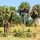 Palmen und Giraffen gibt auch ein schönes Bild …