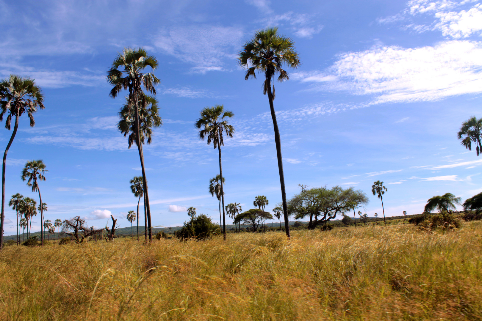 Palmen- und Graslandschaft Ruaha National Park