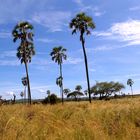 Palmen- und Graslandschaft Ruaha National Park